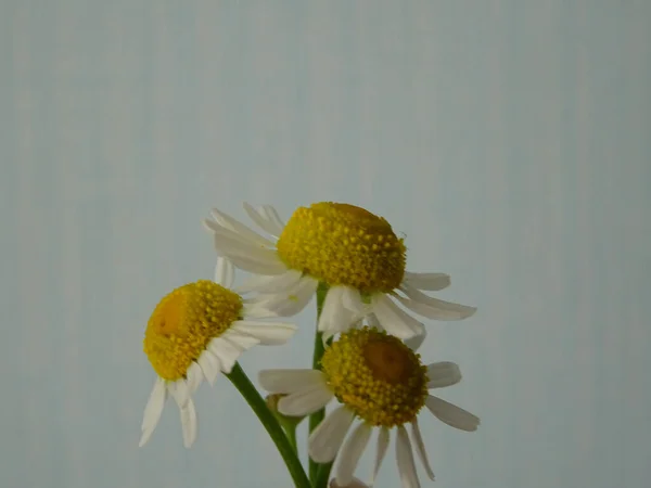 Rumianek Kwiaty Tle Zbliżenie Białe Dzikie Kwiaty Dla Medycyny Bukiecie — Zdjęcie stockowe