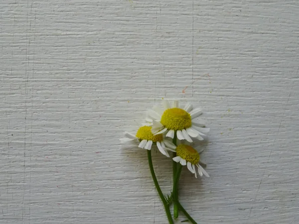 Kamillenblüten Auf Dem Hintergrund Nahaufnahme Weiße Wildblumen Für Die Medizin — Stockfoto