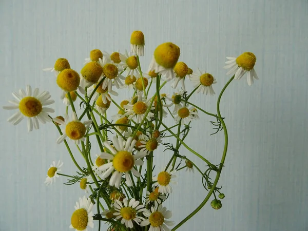 Kamomill Blommor Bakgrunden Närbild Vita Vilda Blommor För Medicin Bukett — Stockfoto