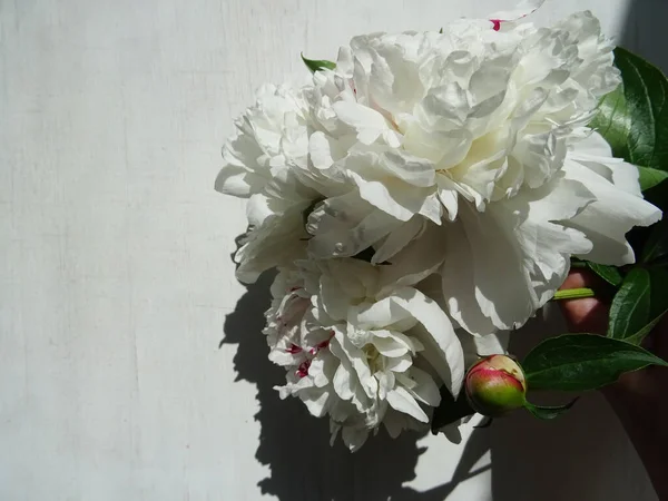 Schöne Pfingstrose Blumen Einem Strauß Nahaufnahme Hintergrundbild Lieblingsblumen Für Ein — Stockfoto