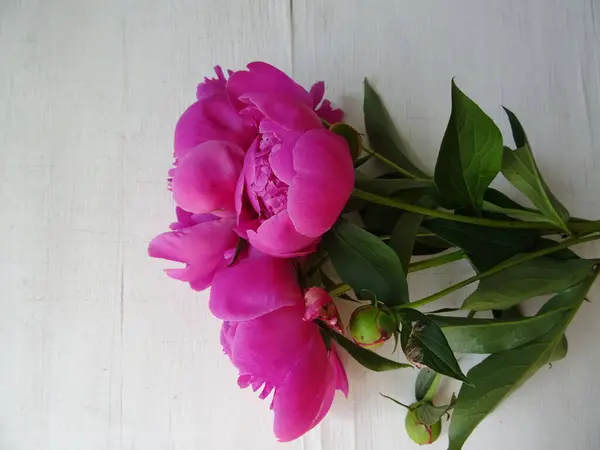 stock image Beautiful peony flowers in a bouquet close-up, background image, favorite flowers for a gift