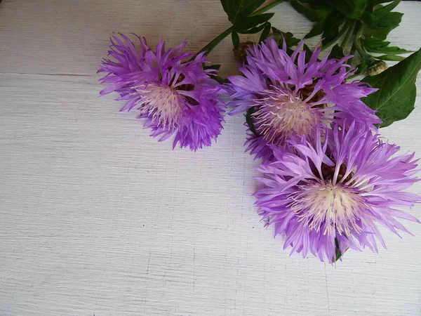 Hermosas Flores Aciano Ramo Primer Plano Imagen Fondo Flores Favoritas — Foto de Stock