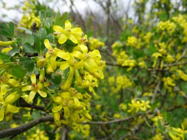 Doğal koşullarda altın üzümlü bahar çiçekleri, yakın plan. Bahçede ilkbahar