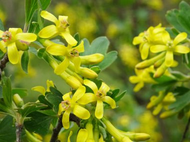 Doğal koşullarda altın üzümlü bahar çiçekleri, yakın plan. Bahçede ilkbahar