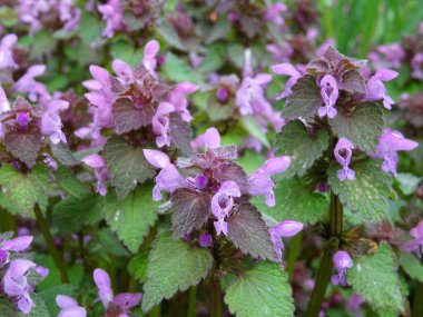 Lamioideae doğal koşullarda, çiçek açan ısırgan otu yakından, parlak pembe çiçekler.