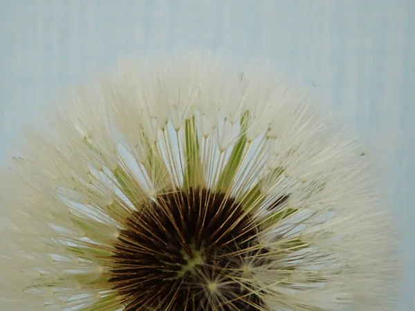 欧州計画の背景にある無重量のタンポポ 開花後のタンポポ 傘の種 — ストック写真