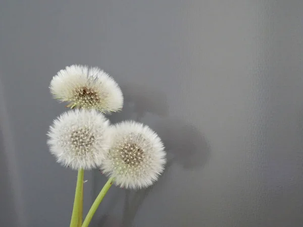 Weightless Dandelion Background European Plan Dandelion Flowering Seed Umbrella — Stock Photo, Image