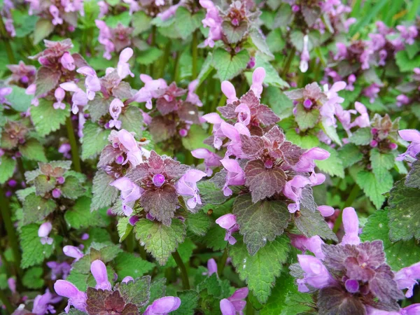 stock image Lamioideae in natural conditions, flowering nettle close-up, bright pink flowers