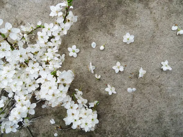 Ein Zweig Mit Weißen Blüten Auf Dem Hintergrund Nahaufnahme Ein — Stockfoto