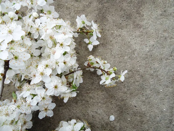 バックグラウンドクローズアップの白い花を持つ枝 春の木からの枝 — ストック写真