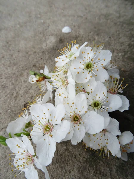 Branch White Flowers Background Close Branch Tree Spring Flowers — Stock Photo, Image
