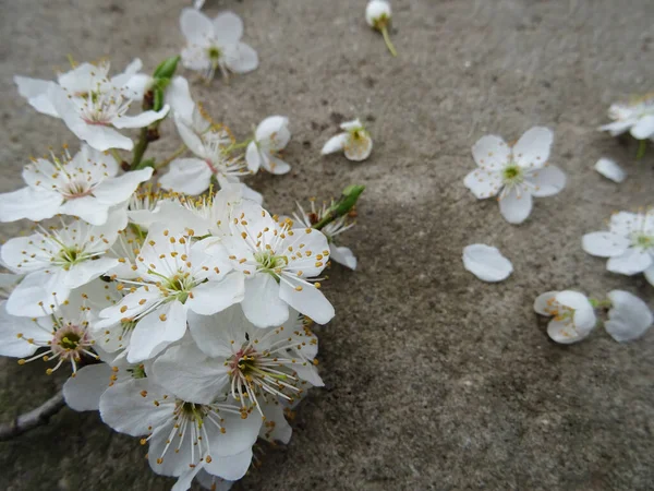 Ein Zweig Mit Weißen Blüten Auf Dem Hintergrund Nahaufnahme Ein — Stockfoto