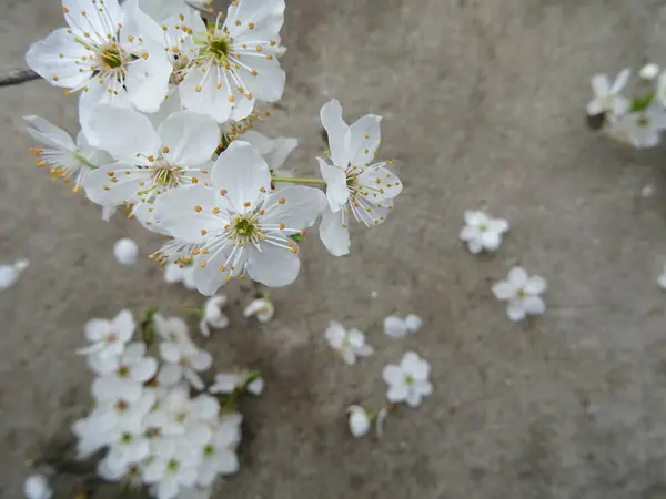 Branch White Flowers Background Close Branch Tree Spring Flowers — Stock Photo, Image