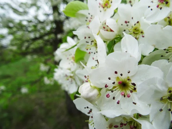 Flowering Tree Garden White Pear Flowers Natural Conditions Close — Stock Photo, Image