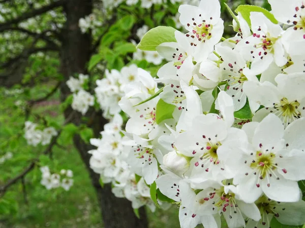 Flowering Tree Garden White Pear Flowers Natural Conditions Close — Stock Photo, Image