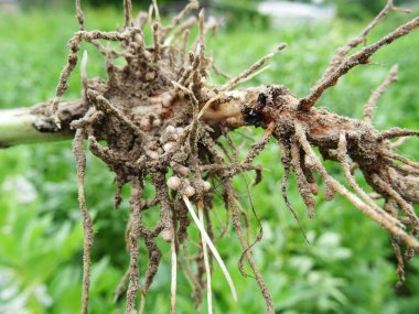 Bakteri bakterileri bakteri kökleri üzerinde doğal koşullarda yakınlaştırır