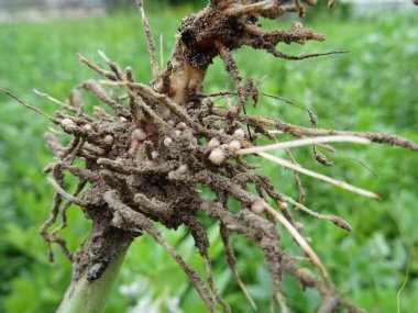 Bakteri bakterileri bakteri kökleri üzerinde doğal koşullarda yakınlaştırır