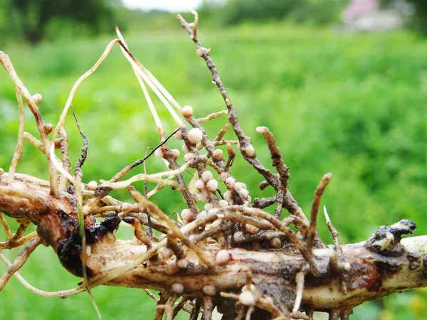 stock image Nitrogen-fixing bacteria on legume roots close-up in natural conditions