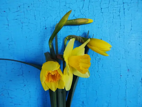 Żonkile Bukiecie Żółte Kwiaty Tle Zbliżenie Jasne Wiosenne Kwiaty — Zdjęcie stockowe