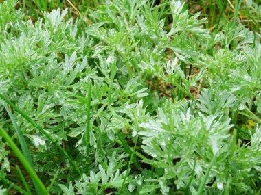 Doğal koşullarda pelin otu, tarlada yakın planda acı tıbbi bitki.