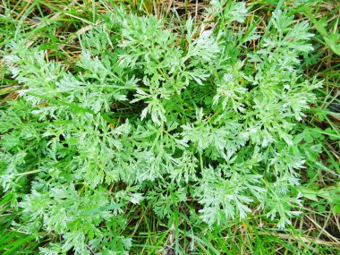 Doğal koşullarda pelin otu, tarlada yakın planda acı tıbbi bitki.