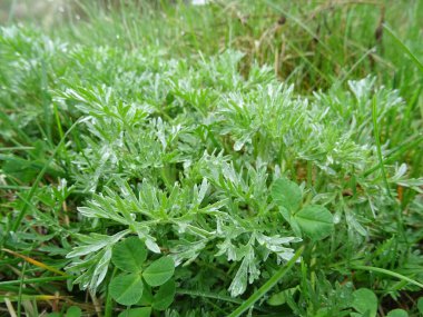 Doğal koşullarda pelin otu, tarlada yakın planda acı tıbbi bitki.