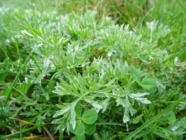 Doğal koşullarda pelin otu, tarlada yakın planda acı tıbbi bitki.