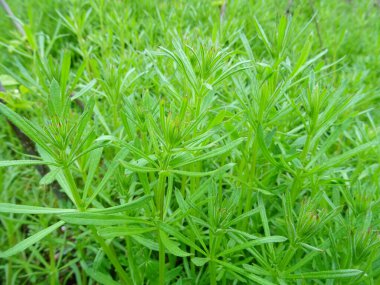 Galium aparine tarımda zararlı bir bitkidir. Doğal koşullarda yabani otlara yakın bir bitki.