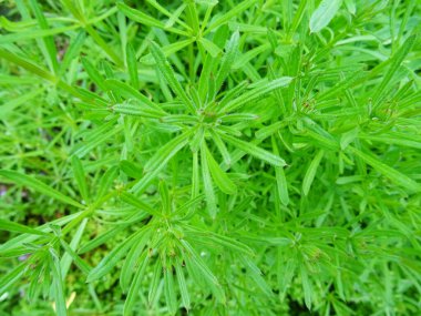 Galium aparine tarımda zararlı bir bitkidir. Doğal koşullarda yabani otlara yakın bir bitki.