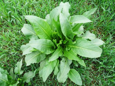 Rumex Confertus doğal koşullarda, yakın plan. Büyük yeşil yapraklar, arkaplan resmi