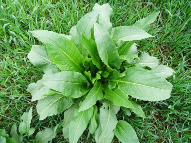 Rumex Confertus doğal koşullarda, yakın plan. Büyük yeşil yapraklar, arkaplan resmi