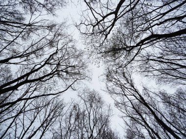 Ormana bakıyorum, gökyüzünde birbirine dolanan ağaçlar, doğal desenler.