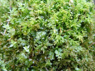 Doğal koşullarda yosun, ormandaki taze yosun yaprakları yakın plan, arka plan resmi.