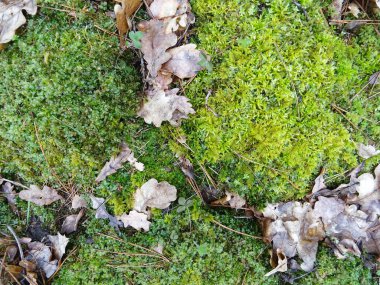 Doğal koşullarda yosun, ormandaki taze yosun yaprakları yakın plan, arka plan resmi.