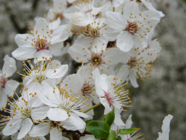 Arka planda beyaz çiçekli bir dal, baharda çiçekli bir ağacın dalı.