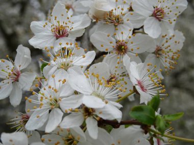 Arka planda beyaz çiçekli bir dal, baharda çiçekli bir ağacın dalı.