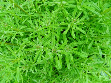 Galium aparine tarımda zararlı bir bitkidir. Doğal koşullarda yabani otlara yakın bir bitki.