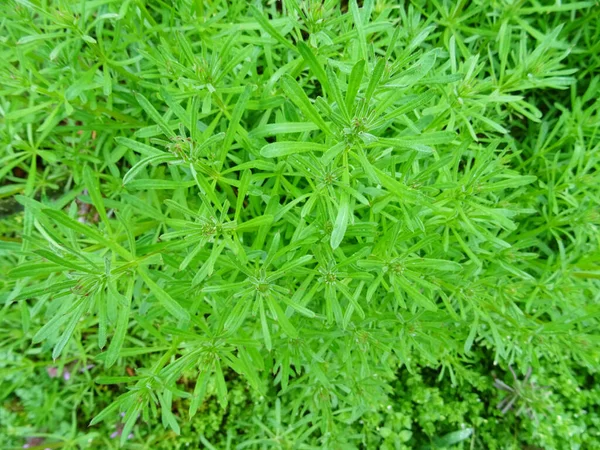 ガリウムアパートは農業の有害な植物であり 自然条件で雑草のクローズアップ — ストック写真