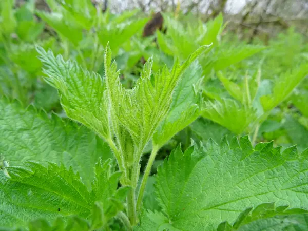 Urtica Dioica Unter Natürlichen Bedingungen Heilpflanze Feld Nahaufnahme Hintergrundbild — Stockfoto
