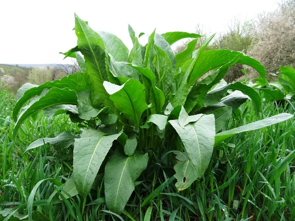 Rumex Confertus Doğal Koşullarda Yakın Plan Büyük Yeşil Yapraklar Arkaplan — Stok fotoğraf