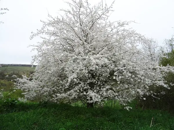 Egy Fehér Virágokkal Háttérben Közelkép Egy Faág Tavasszal Virágokkal — Stock Fotó