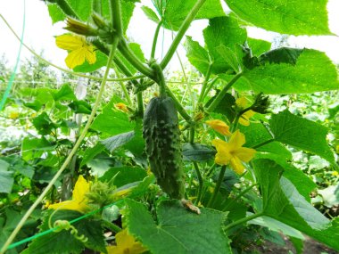 Açık arazide origka yetiştiriyor, doğal koşullarda taze meyve hasat ediyor.