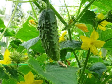 Açık arazide origka yetiştiriyor, doğal koşullarda taze meyve hasat ediyor.