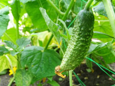 Açık arazide origka yetiştiriyor, doğal koşullarda taze meyve hasat ediyor.