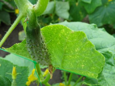 Açık arazide origka yetiştiriyor, doğal koşullarda taze meyve hasat ediyor.