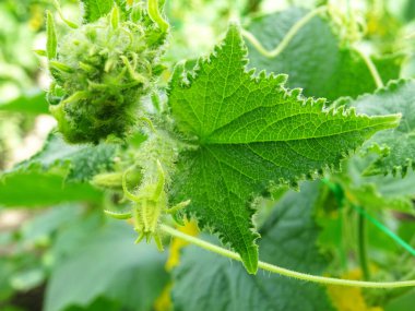 Açık arazide origka yetiştiriyor, doğal koşullarda taze meyve hasat ediyor.