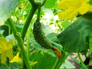 Açık arazide origka yetiştiriyor, doğal koşullarda taze meyve hasat ediyor.