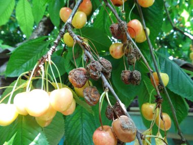 Doğal koşullarda ağaçta çürük kiraz üzümü, mahsul kaybı.