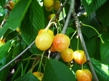 Olgun kiraz üzümleri, doğal koşullarda ağaçta toplanır, hasat edilir.