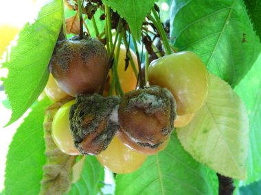 Doğal koşullarda ağaçta çürük kiraz üzümü, mahsul kaybı.